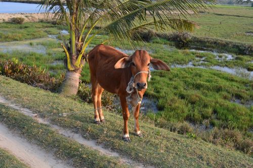 veal cow cattle