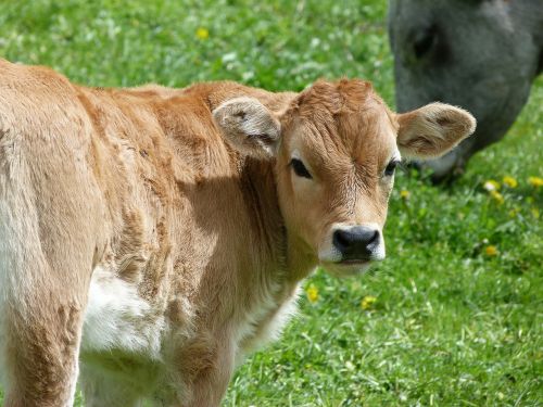 veal cattle farm animals