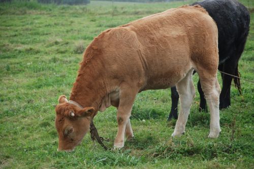 veal livestock galician beef