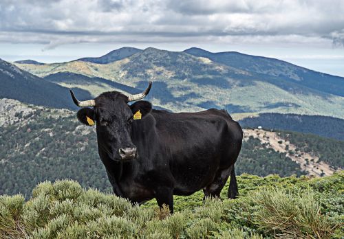 veal pasture cow