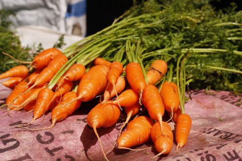 vegetable carrot outdoor