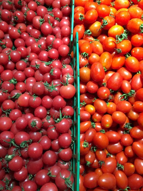 vegetable tomato red
