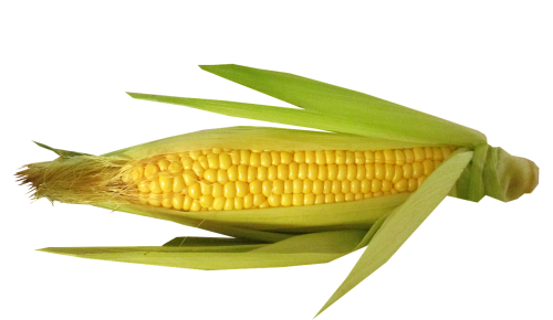 vegetable corn cut