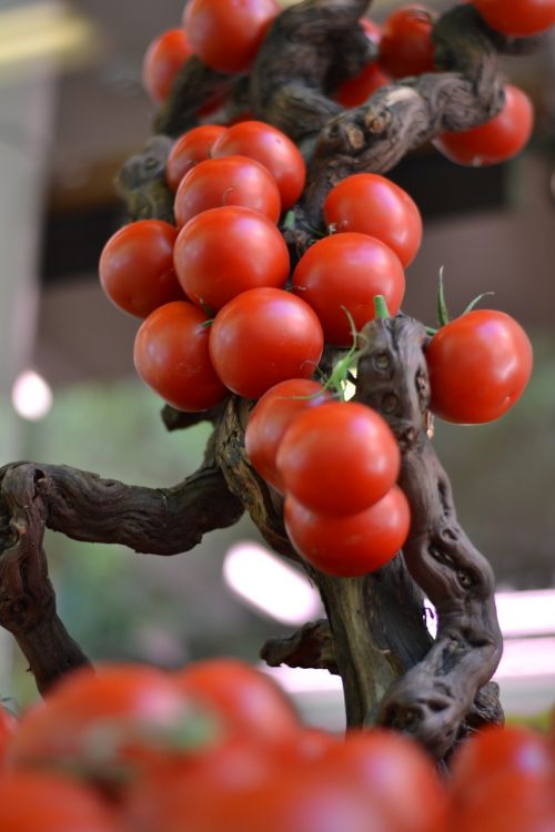 vegetable food tomatoes