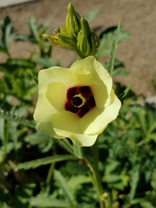 vegetable garden flower