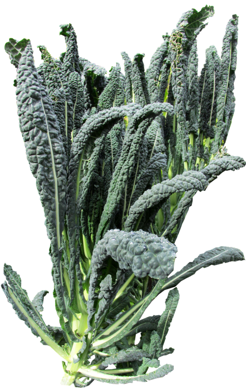vegetable kale organic