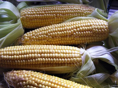 vegetable corn harvest