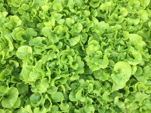 vegetable lettuce organic