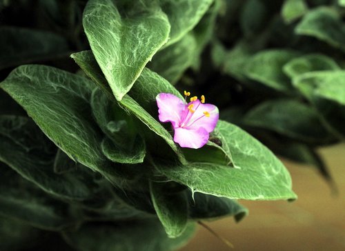 vegetable  flower  garden