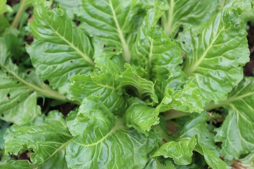 vegetable  chard  vegetables