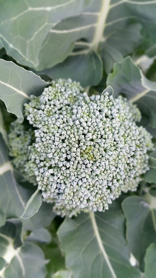 vegetable  broccoli  food