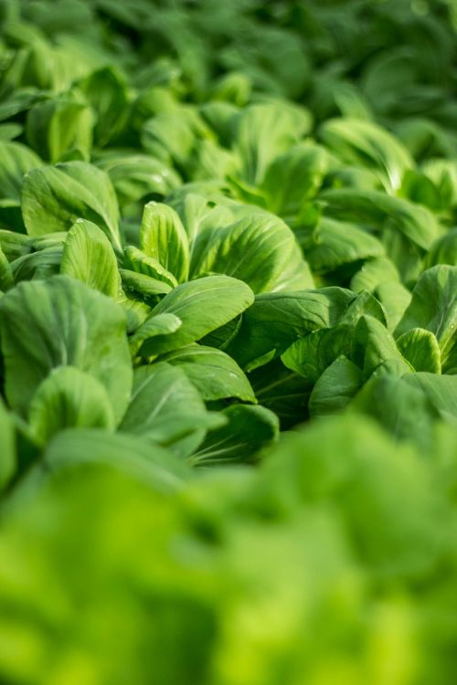 vegetable salad green leaf