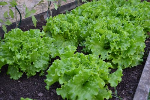 vegetable garden batavia lettuce