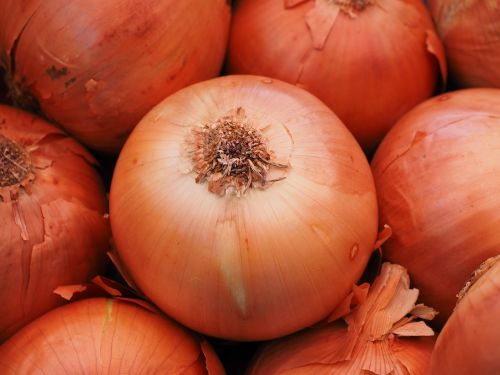 vegetable onion onion food