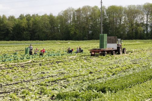 vegetables field harvest