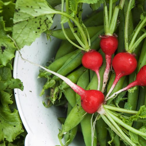 vegetables harvest green