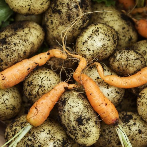 vegetables harvest green