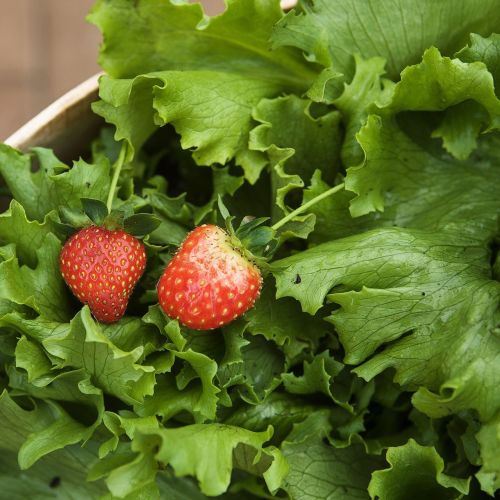 vegetables harvest green