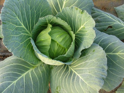vegetables cabbage plant