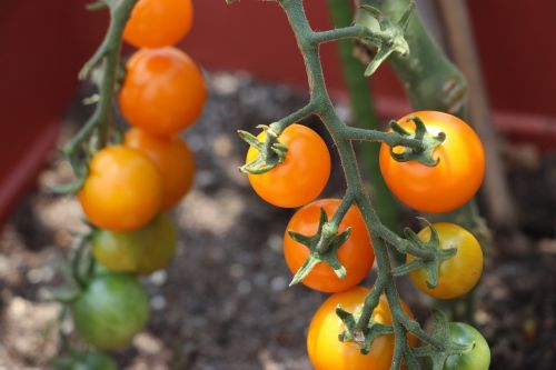 vegetables tomato mini tomato