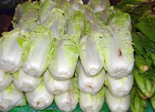 vegetables chinese cabbage pe-tsai