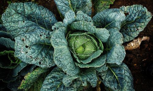 vegetables savoy drop of water