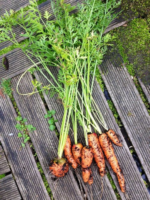 vegetables carrots nature