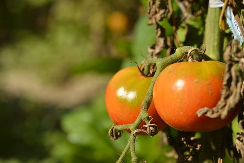vegetables  tomatoes  tomato