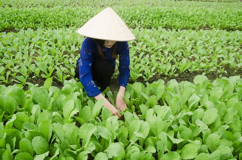 vegetables  green  plant