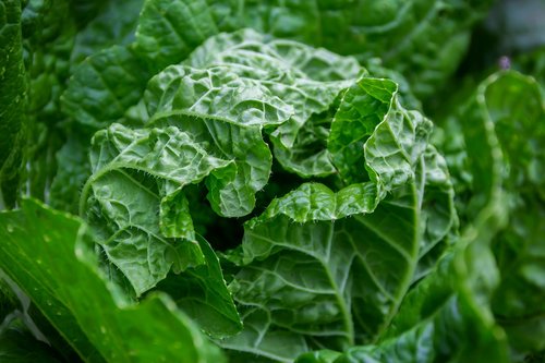 vegetables  plant  green