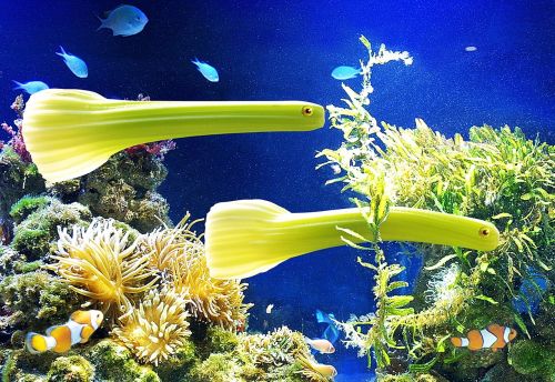 vegetables celery fish