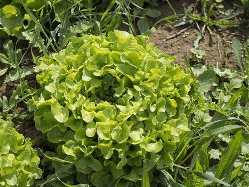 vegetables gardener vegetable garden