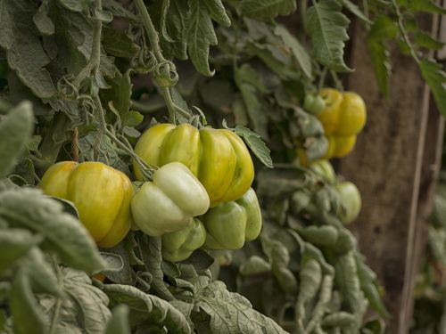 vegetables gardener vegetable garden