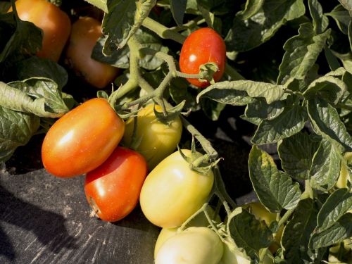 vegetables gardener vegetable garden