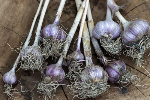 garlic vegetables tuber