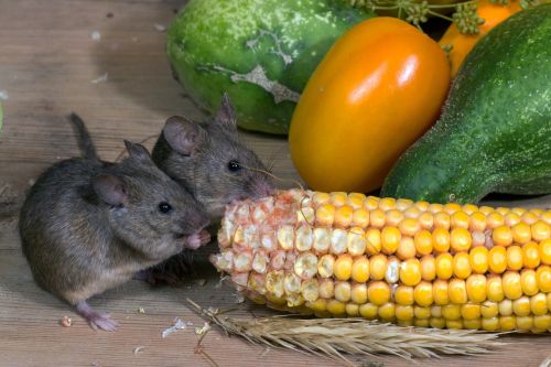 vegetables corn mice