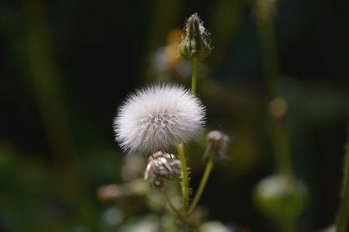 Plant With White Balls