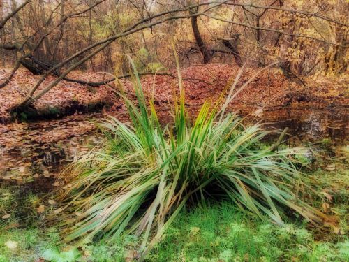 vegetation autumn grass