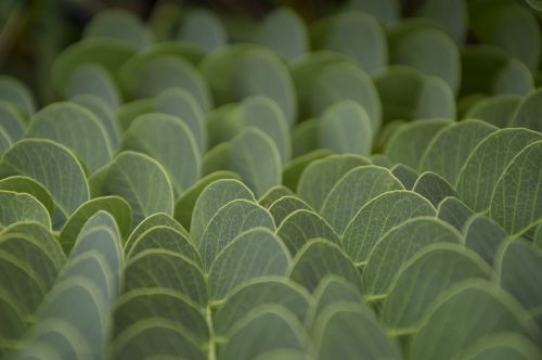 vegetation plants nature