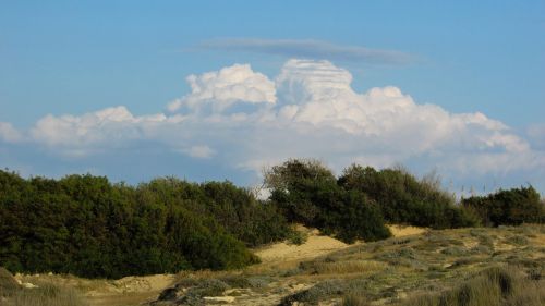 vegetation mediterranean countryside