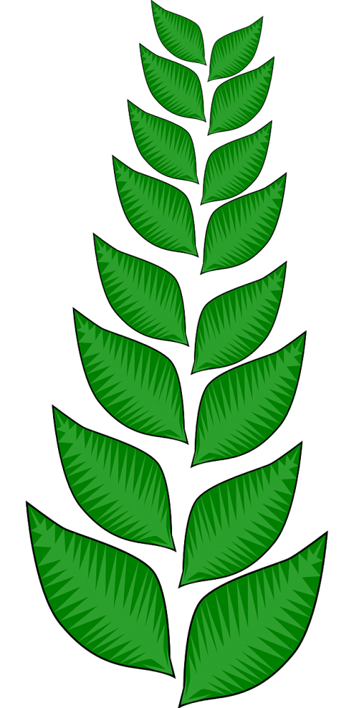 vegetation leaves plants