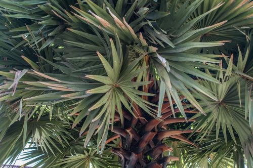vegetation plant palm