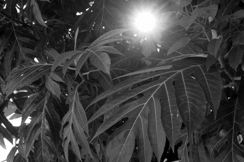 vegetation sun tree