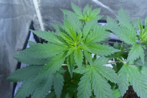 vegetation cannabis marijuana
