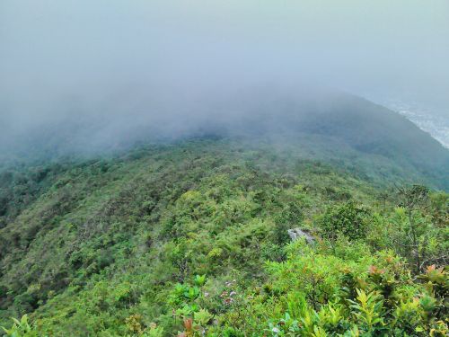 vegetation mist caracas