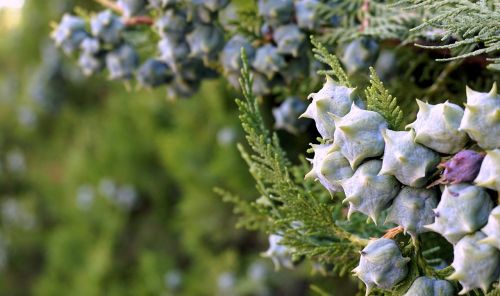 vegetation berries garden