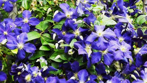 vegetation flowers garden flowers