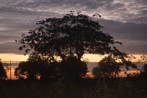 vegetation nature trees