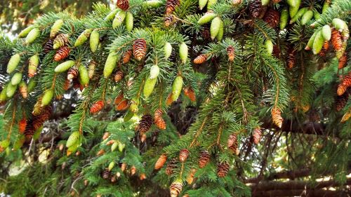 vegetation tree needle