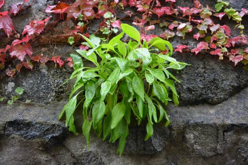 vegetation wall plants